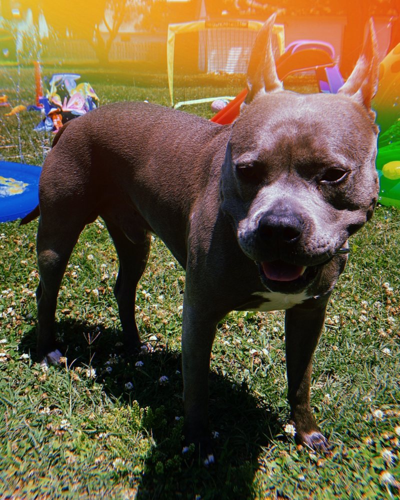 Zé, Kyle's pit bull, standing in the grass on a sunny day